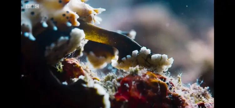 Blackspotted sea cucumber (Pearsonothuria graeffei) as shown in Blue Planet II - Coral Reefs